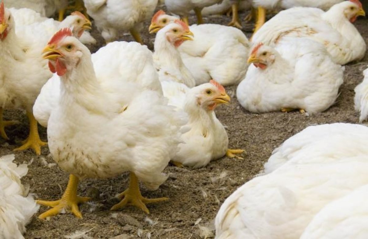 Gobierno dará a productores RD$50 por cada gallina que vendan al consumidor