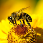 ¡Picadura mortal! Muere hombre de 74 años atacado por abejas africanas en Nicaragua