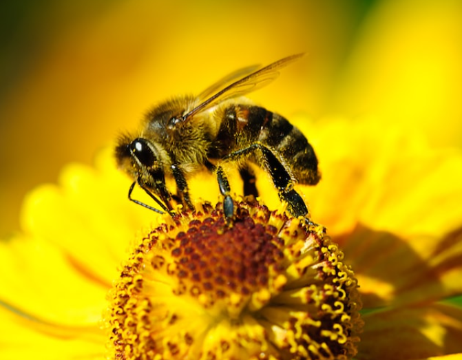 ¡Picadura mortal! Muere hombre de 74 años atacado por abejas africanas en Nicaragua