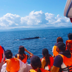 Inicia temporada de ballenas jorobadas en Samaná 2024; instituciones acuerdan brindar protección