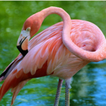 Rescatan a siete flamencos en alojamiento turístico de Puerto Plata