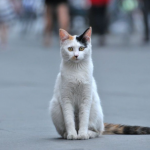 Escándalo en Las Matas De Farfán: denuncian grupo de haitianos matan gatos para consumo