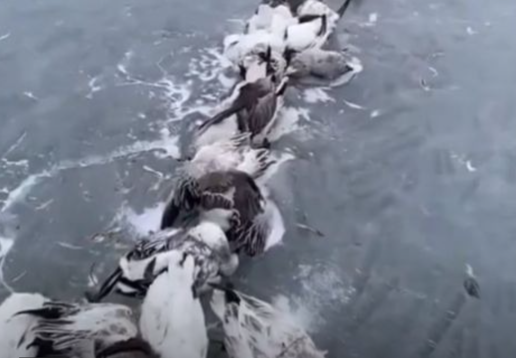 Mueren miles de aves por drástico descenso de temperatura en China