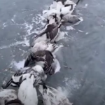 Mueren miles de aves por drástico descenso de temperatura en China