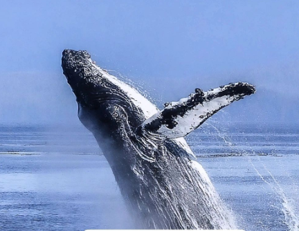 10 datos interesantes sobre las ballenas y las razones de su presencia en aguas del Mar Caribe