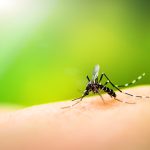 Declaran una epidemia de dengue en Puerto Rico