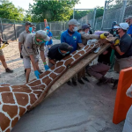 Muere jirafa hembra de 3 meses en Zoológico de Miami por fractura de cuello