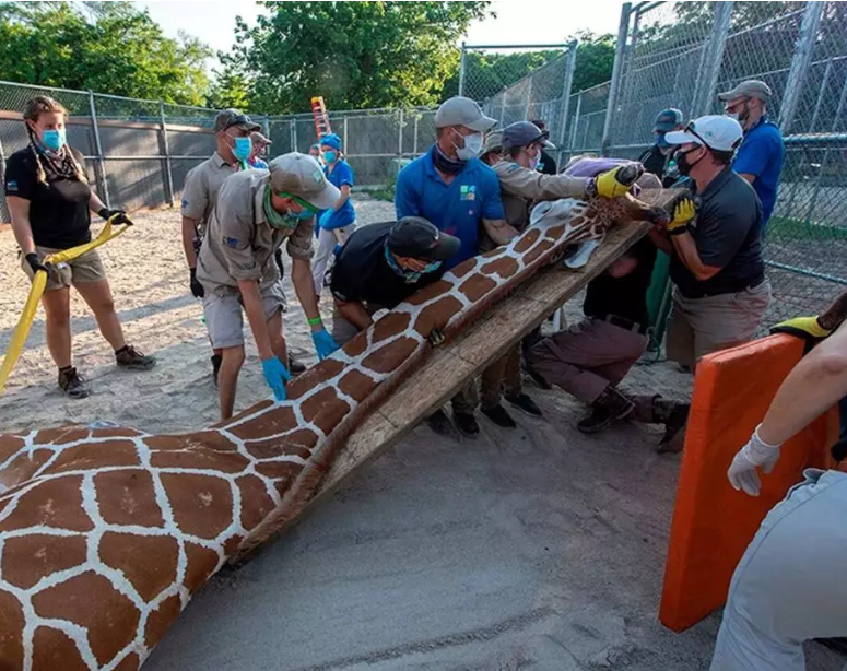 Muere jirafa hembra de 3 meses en Zoológico de Miami por fractura de cuello