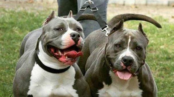 Pitbulls