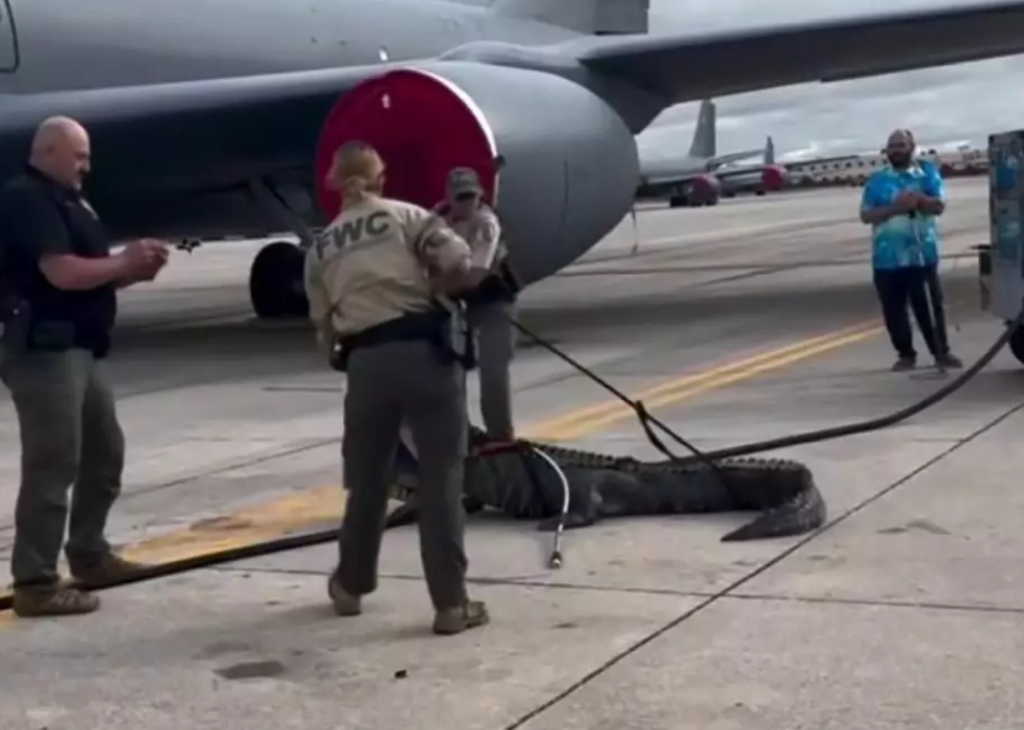 ¡Increíble! Autoridades de Florida se enfrentan a caimán se subió en ruedas de avión de la Fuerza Aérea