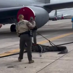 ¡Increíble! Autoridades de Florida se enfrentan a caimán se subió en ruedas de avión de la Fuerza Aérea