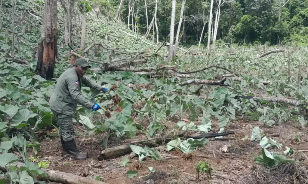 Intervención en Los Haitises: 280 inmigrantes haitianos y 7 dominicanos han sido arrestados