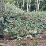 Intervención en Los Haitises: 280 inmigrantes haitianos y 7 dominicanos han sido arrestados