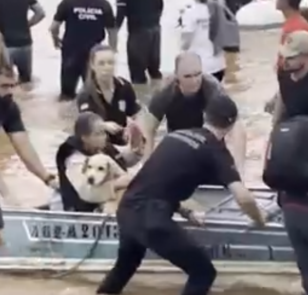 ¡Acción humanitaria! Rescatan animales de inundaciones en Brasil