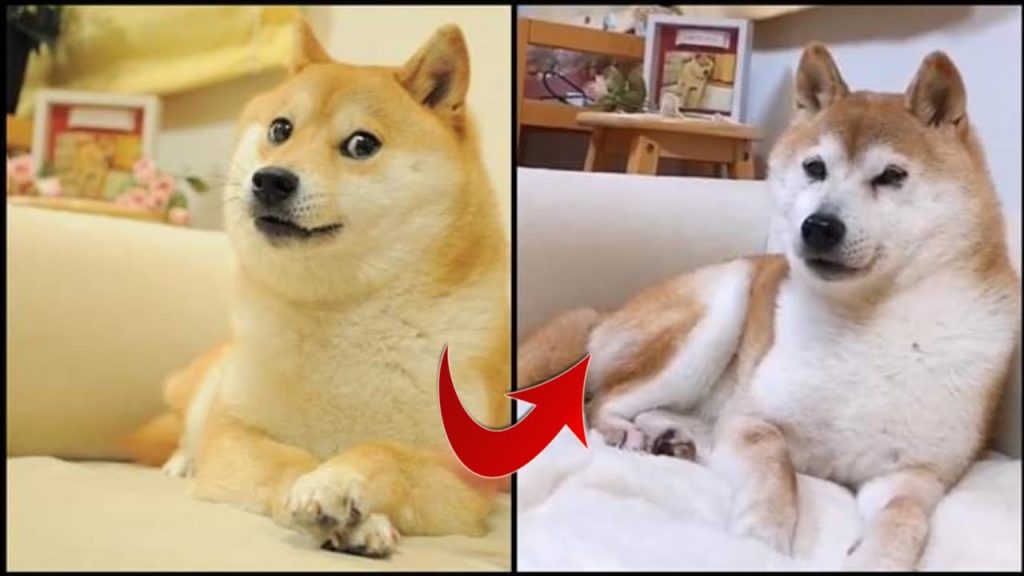 Despiden con flores a Kabosu, la perra de Tokio que inspiró el meme Doge