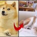 Despiden con flores a Kabosu, la perra de Tokio que inspiró el meme Doge