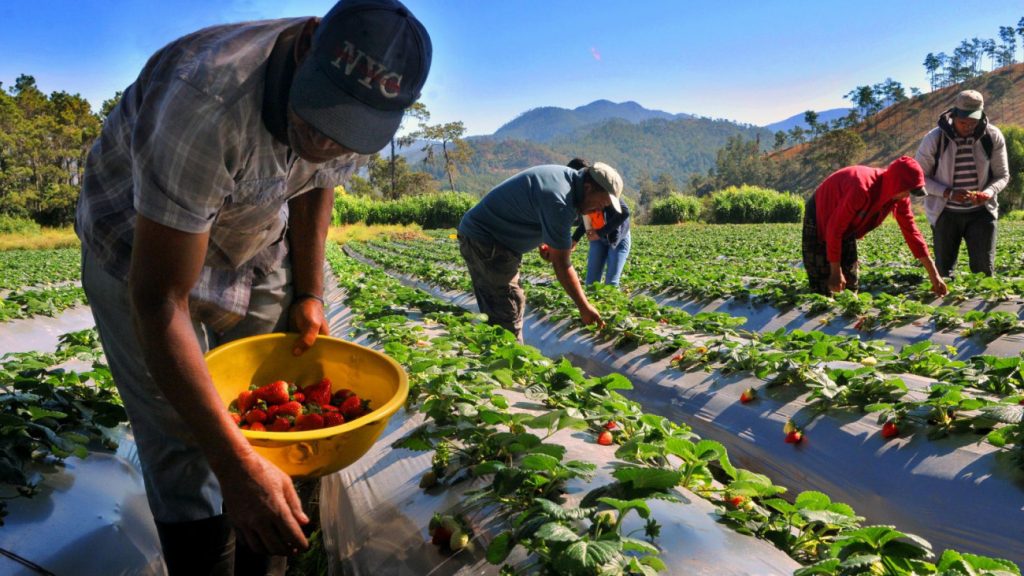 Agricultor