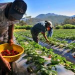 Agricultor