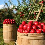 ¡18 de junio! Día de la Gastronomía Sostenible