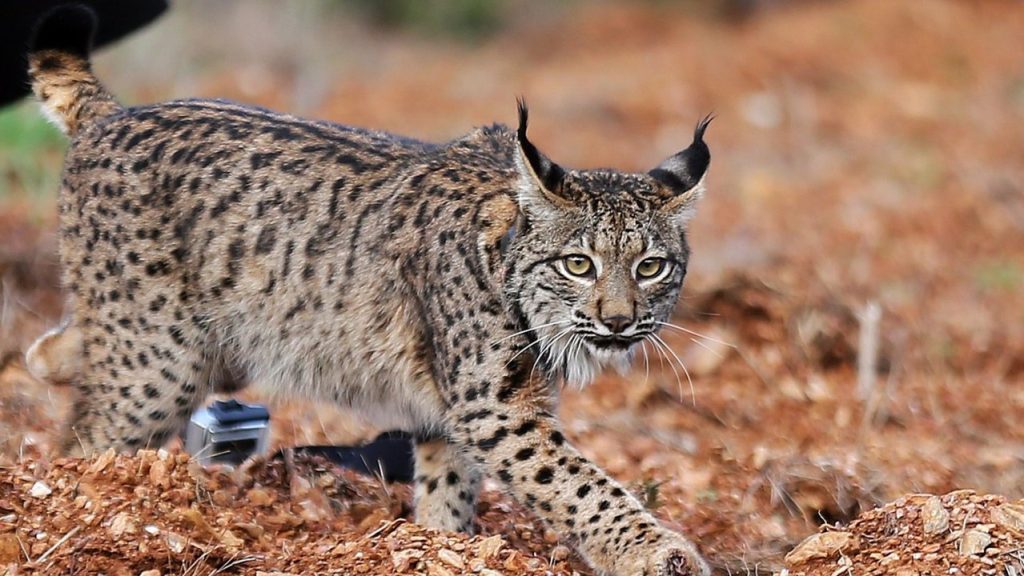 El lince ibérico ya no está en la lista de especies en peligro de extinción