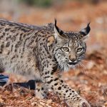 El lince ibérico ya no está en la lista de especies en peligro de extinción