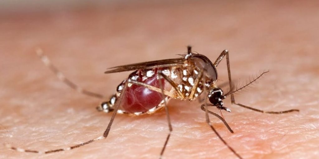 Aprueban primera vacuna contra el virus Chikunguña en la Unión Europea