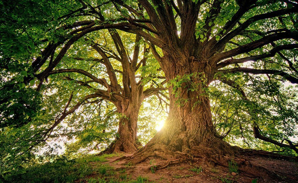 ¡28 de junio! Día Mundial del Árbol