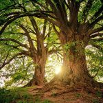 ¡28 de junio! Día Mundial del Árbol