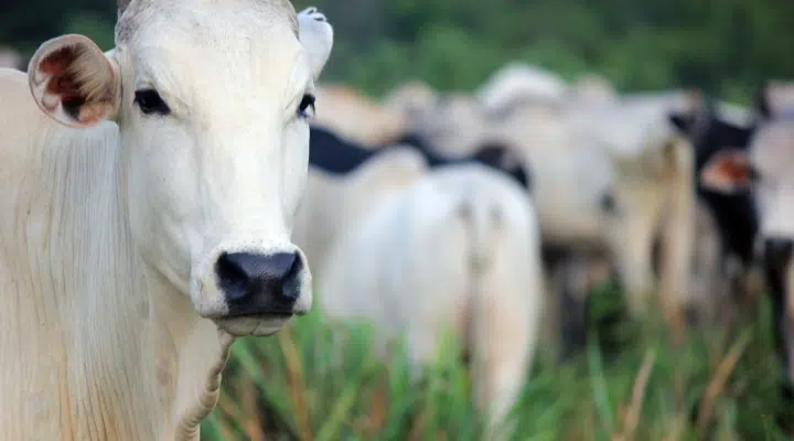 En Brasil se  subasta la vaca más cara del mundo