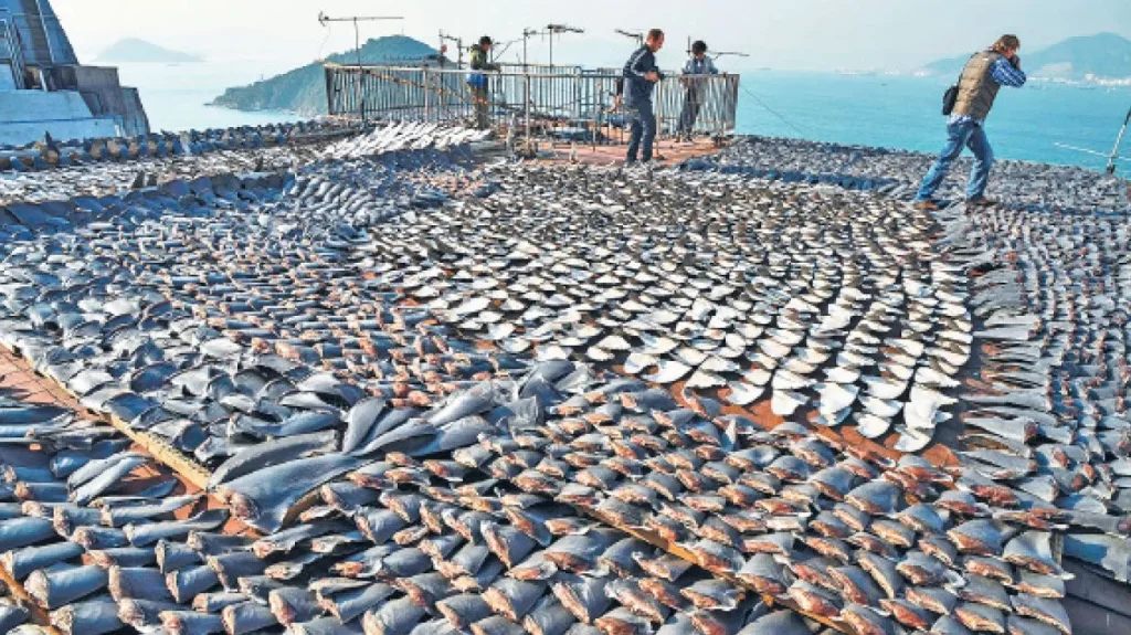 Día Internacional de la Lucha Contra la Pesca Ilegal, alimento que evita el hambre