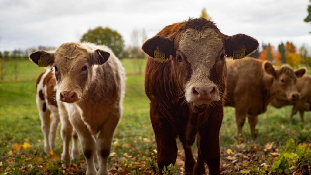 Una mujer de 40 años muere aplastada por un rebaño de vacas