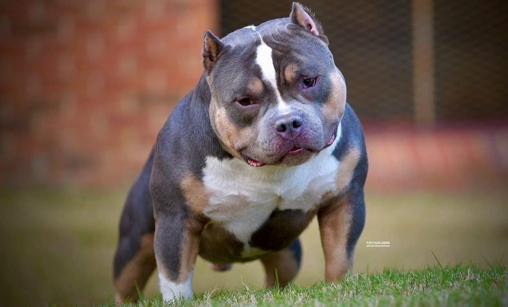 Ante constantes ataques, Irlanda prohibirá la raza de perro American Bully XL