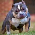 Ante constantes ataques, Irlanda prohibirá la raza de perro American Bully XL