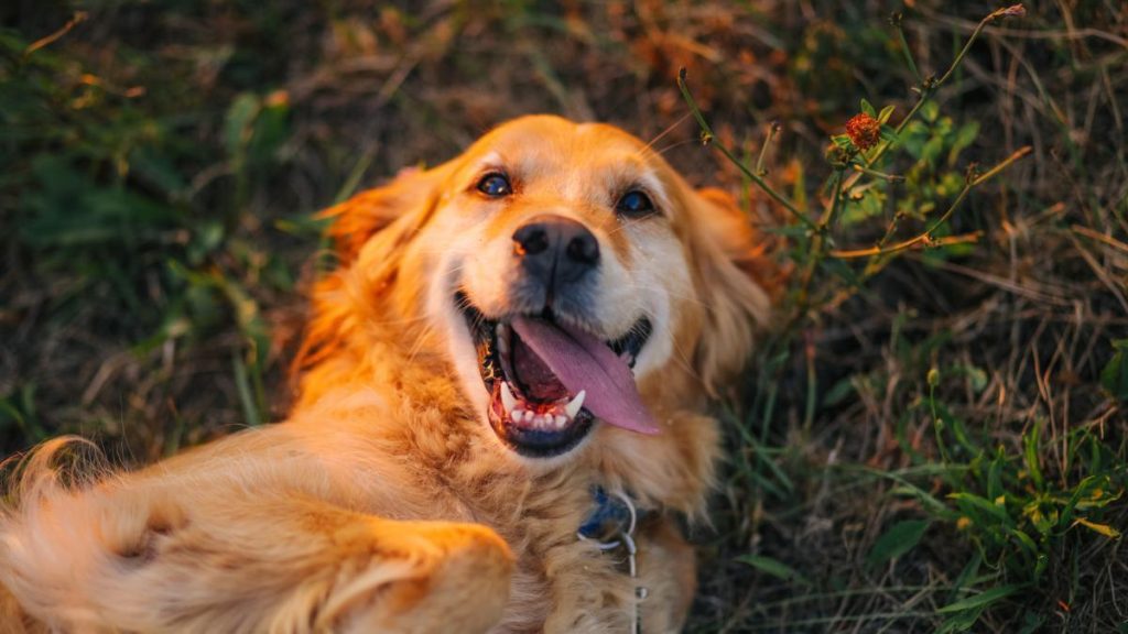 ¡Día Mundial del Perro! celebramos a los peludos de la casa