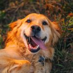 ¡Día Mundial del Perro! celebramos a los peludos de la casa