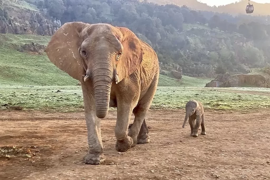 ¡12 de agosto! Día Mundial del Elefante