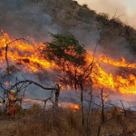 ¡18 de agosto! Día Mundial de los Incendios Forestales