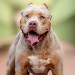 Trabajador de pizzería grave tras ser mordido por pitbull de un cliente en Nueva York