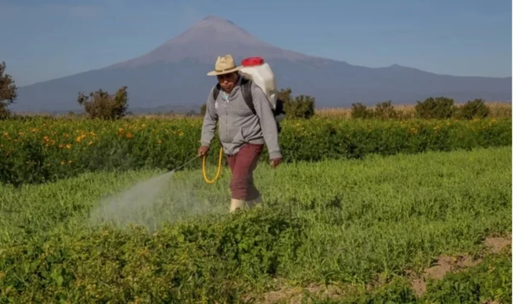 Ministerio de Educación pide investigar intoxicaciones en escuelas por uso de pesticidas