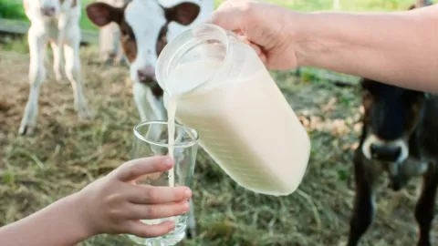 Cuál es el valor nutricional de la leche de vaca y sus beneficios para la salud